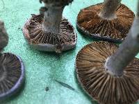 Cortinarius torvus image