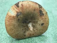 Russula bicolor image