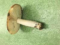 Russula bicolor image