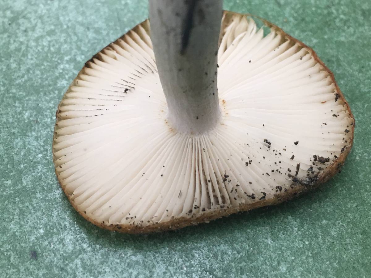 Russula bicolor image