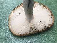 Russula bicolor image