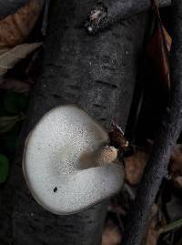 Polyporus brumalis image