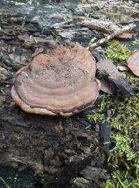 Ganoderma lobatum image