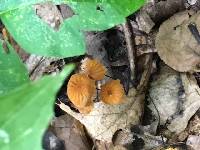 Marasmius siccus image