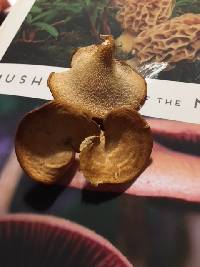 Polyporus varius image