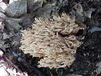 Ramaria formosa image