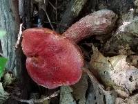 Boletus frostii image