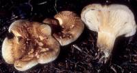 Paxillus involutus image