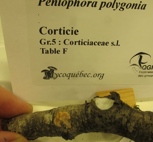 Peniophora image