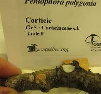 Image of Peniophora polygonia