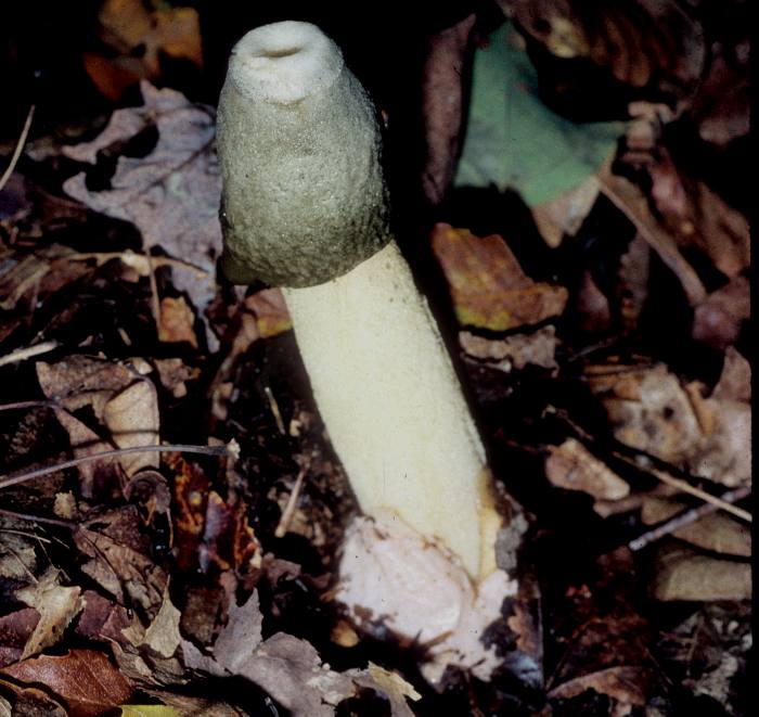 Phallus ravenelii image