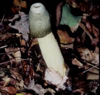 Image of Phallus ravenelii