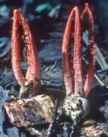 Pseudocolus fusiformis image