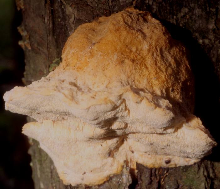 Climacodon pulcherrimus image