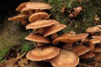 Armillaria solidipes image