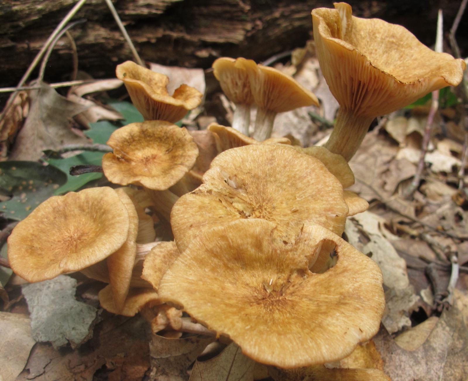 Armillaria tabescens image