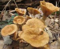 Image of Armillaria tabescens