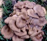 Armillaria tabescens image