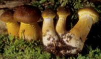 Armillaria gallica image