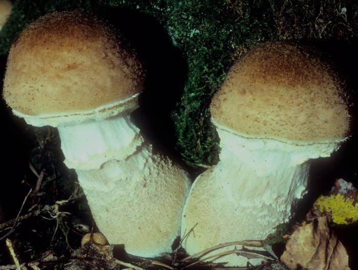 Armillaria image