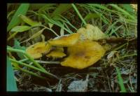 Flammulina populicola image