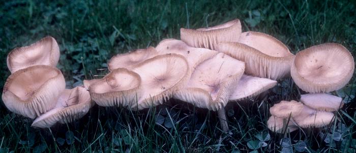 Hymenopellis megalospora image