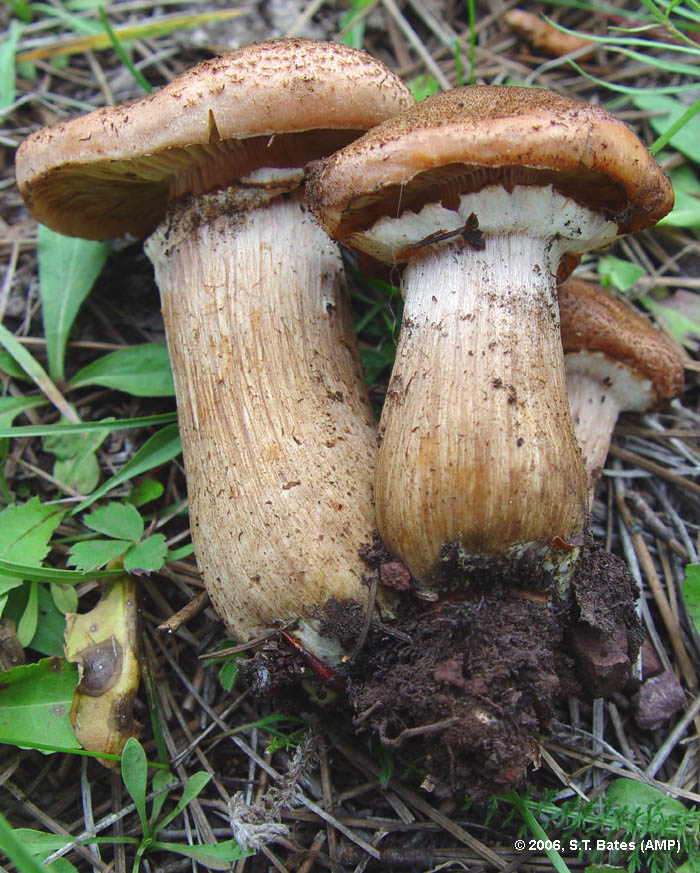 Armillaria solidipes image