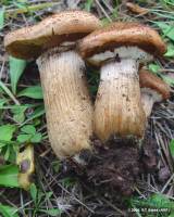 Image of Armillaria solidipes