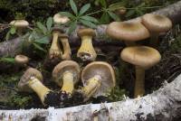 Armillaria sinapina image