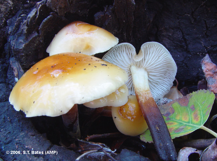 Flammulina populicola image