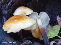 Image of Flammulina populicola