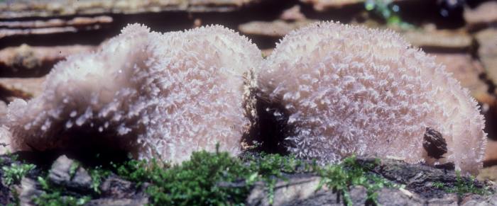 Hohenbuehelia mastrucata image