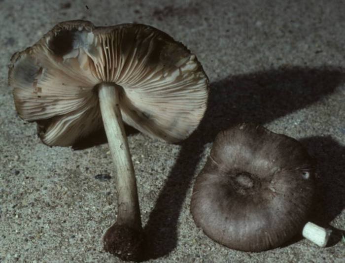 Pluteus salicinus image