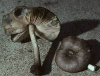 Image of Pluteus salicinus