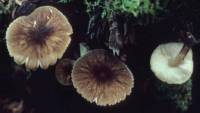 Pluteus granularis image