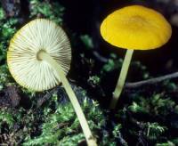 Pluteus admirabilis image