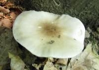 Pluteus petasatus image