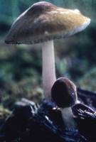 Pluteus flavofuligineus image