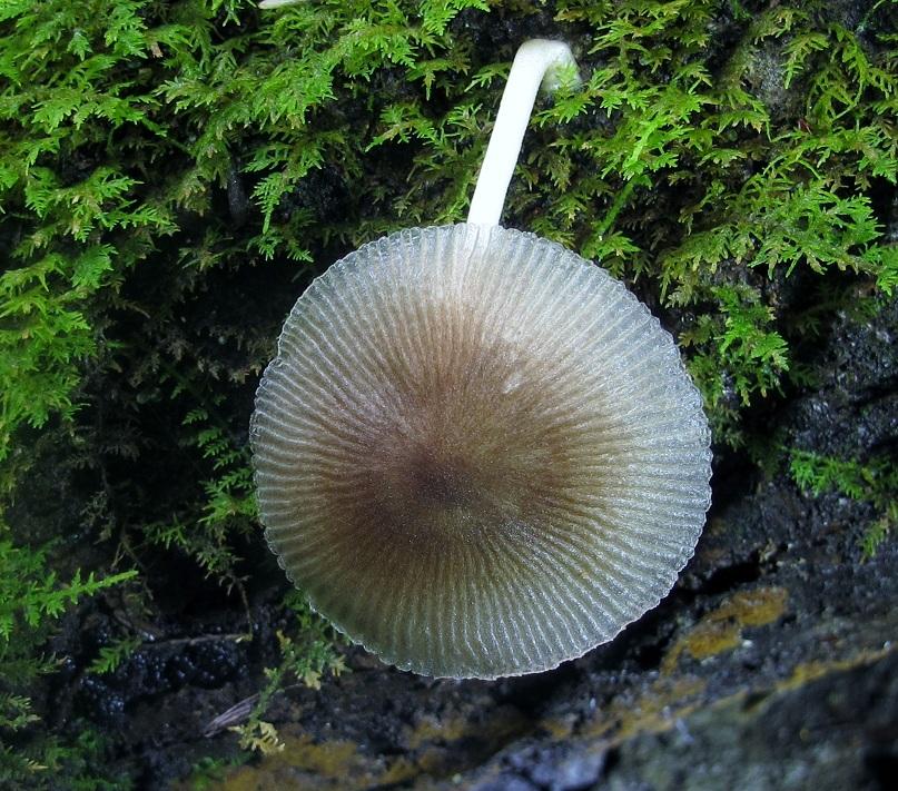 Pluteus longistriatus image