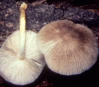 Pluteus longistriatus image