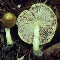 Pluteus mammillatus image