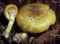 Pluteus mammillatus image