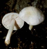 Pluteus tomentosulus image