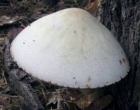 Volvariella bombycina image