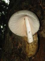 Volvariella bombycina image