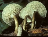 Polyporus arcularius image