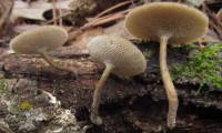 Image of Lentinus arcularius