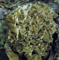 Image of Polyporus umbellatus