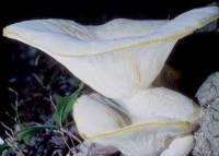 Lentinus levis image