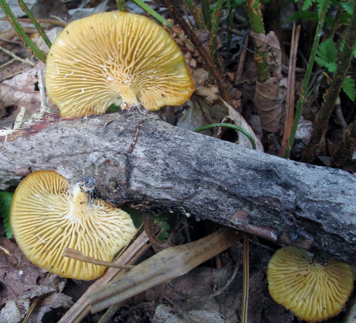 Lentinus suavissimus image